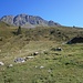 Bizulalpe