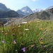 Le sentier est très fleuri