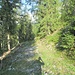 Dieser Forstweg hat mich magisch angelockt. Leider ist es nicht der gesuchte Jägersteig!