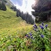 am Bäckenalmsattel, keine Alm mehr da
