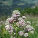 Hübsche Blume auf dem Schlösslichopf