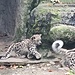 Schneeleopard-Jungtiere am 25.8.2024 im Zoo Basel