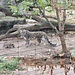 Schneeleopard mit 2 Jungtieren am 25.8.2024 im Zoo Basel