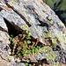 Grün im Felsloch.