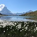 Nicht das beste Licht für das Horubild, dafür begeistert mich das Wollgras.