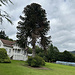 Der berühmteste von allen, Affenschwanzbaum oder Monkey Puzzle oder Chilenische Araukarie
