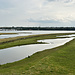 Salzwiesenbiotope