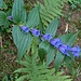 Schwalbenwurz-Enzian (Gentiana asclepiadea).