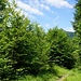 Waldpfad