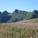 An der Alpe Fornale di sopra gedeiht der Wiesen-Knöterich prächtig.