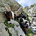 Rencontre avec un troupeau de chèvres à col noir du Valais (ou chèvre des glaciers). 