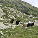 Le seul bouc du troupeau arrive en dernière position, à gauche sur la photo. 