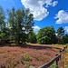 Typische Sandbewohner sind Blauflügelige Ödlandschrecke, Ameisenlöwe, Dünen-Sandlaufkäfer und Kreiselwespe.