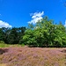 Herrlich ist's, wenn die Heide blüht!