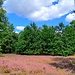 Wegen einer früheren militärischen Nutzung sind hier noch große Lichtungen. Hier wachsen Kreuz-Enzian, Sandrasen mit Silbergras und Sand-Strohblume und Zwergstrauchheide mit Heidekraut. 