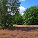 Durch die Zeiten hindurch hat die Dünenlandschaft am Rhein ihren Charakter mehrfach gewandelt. Heute ist nur an wenigen Stellen der ursprüngliche Dünencharakter erhalten. An diesen Stellen konnte sich die typische Steppenvegetation erhalten oder wieder einstellen, heute gilt sie als botanische Rarität.  Gleiches gilt natürlich für die entsprechende Fauna.