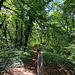 Lüneburg ist zu weit weg, aber Heide hat es dort, wo man sie findet. Zum Beispiel in den eiszeitlichen Wanderdünen des Dossenwalds.