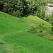 durch saftig grünes Gras