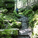 durch einen mystischen Wald