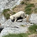 Bichon Maltais alpiniste ! Comme ses copains moutons ! 
