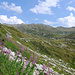 Schöne alpine Landschaft mit Weidröschen in der Nähe der Cascina della Bolla
