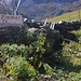Foto vom zweiten Besteigungsversuch 27./28.9.2021:<br /><br />Wieviel kostet denn hier auf der Alp Arnoz (2021) das Zimmer? :-)))