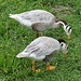 im Englischen Garten