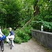 upps ein Baum