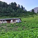<b>L'Alpe Stabbiascio (1914 m) è invaso dai romici. 
Si tratta di un pascolo dei riposi.
Come dice il nome stesso, i pascoli dei riposi o nitrofili si originano nelle aree riservate al riposo della mandria o laddove, per varie ragioni, il bestiame sosta a lungo. Le massicce deposizioni di feci e urine arricchiscono esageratamente il terreno in azoto, rendendo impossibile la vita per la maggior parte delle piante. Le poche specie resistenti colonizzano così lo spazio, dando luogo a comunità molto semplificate e specializzate, espressione di forte alterazione degli equilibri naturali.
Hanno, di solito, estensione limitata, spesso frammentata in piccole areole entro i pascoli pingui. Oltre ad avere scarso o nullo valore pastorale, possono ospitare parassiti endogeni degli animali. Il loro recupero, non facile, può avvenire in tempi lunghi, sospendendo o allentando molto il pascolamento e favorendo l’eliminazione delle riserve azotate del suolo. </b>