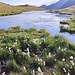 <b>Laghetto al Passo San Giacomo (2307 m).</b>