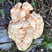agarikon 29 08 2024