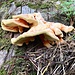agarikon 29 08 2024