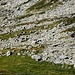 Montée à la cabane - les fameuses chèvres bicolores, emblèmatiques de la région