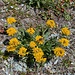 Schöne Bergblumen.