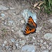 Kleiner Fuchs (Aglais urticae).