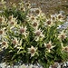 Alpen-Kratzdistel (Cirsium spinosissimum).