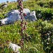 auch diese - mir so "sympathische" - Orchis finden wir heute vor