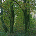 Reizvolle Waldpartie am Abzweig des Weges zum Galgenberg.