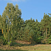 Typische Landschaft mit Wiese, Heide und Wald am Gollenberg.