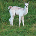 Eines von vielen, jungen Lamas im Lochmüli.