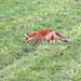 Auch der Fuchs war unterwegs.