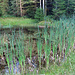 Besuch der Weiher im Staldigwald.