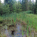 Besuch der Weiher im Staldigwald.