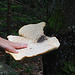 Großer Baumpilz