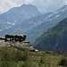 Moutons à l'écurie du Vasevay