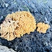 ein prächtiger Pilz auf dem Weg ...