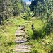 angenehmer Gang durch Moorgebiet
