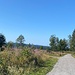 Ein rosaroter Hauch von Weidenröschen.<br /><br />