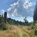Weiterweg zur Weisstannenhöhe.<br /><br />