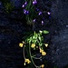 Fleurs du matin